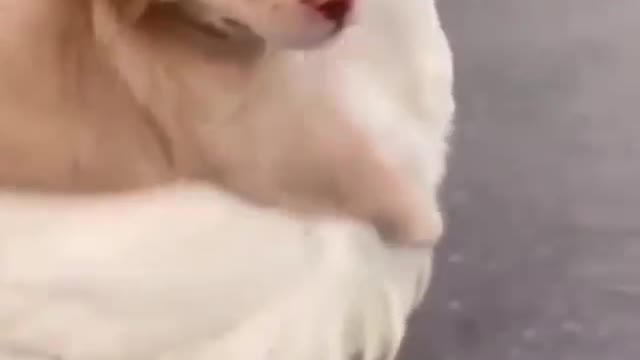 When Your Dog Is Your Best Friend | Smile Squad