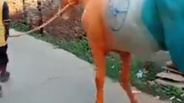 #mere desh ka ghoda tiranga color ka #SHORT