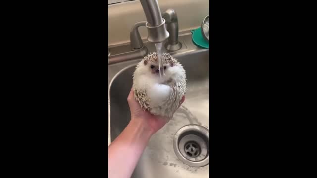 FUNNY ANIMALS 2022 part 2