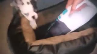 Puppy battles vacuum for bed ownership