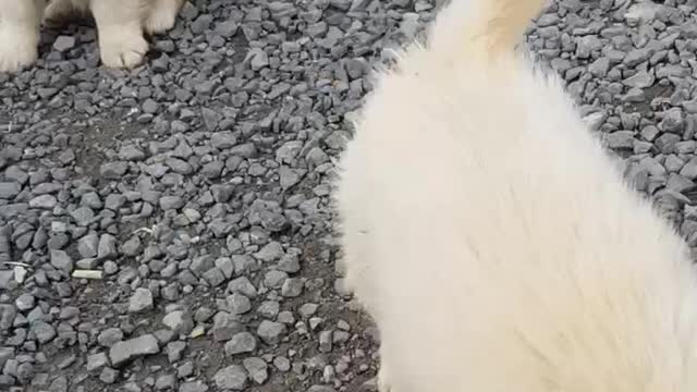 Video of waking rural puppies taking a nap