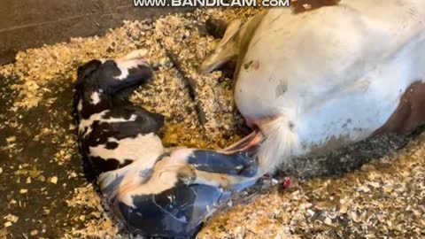 Horse Giving Birth To a Beautiful Foal