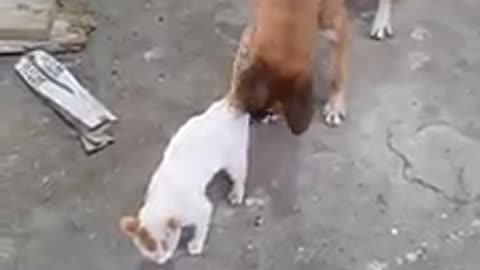 dog and cat friends