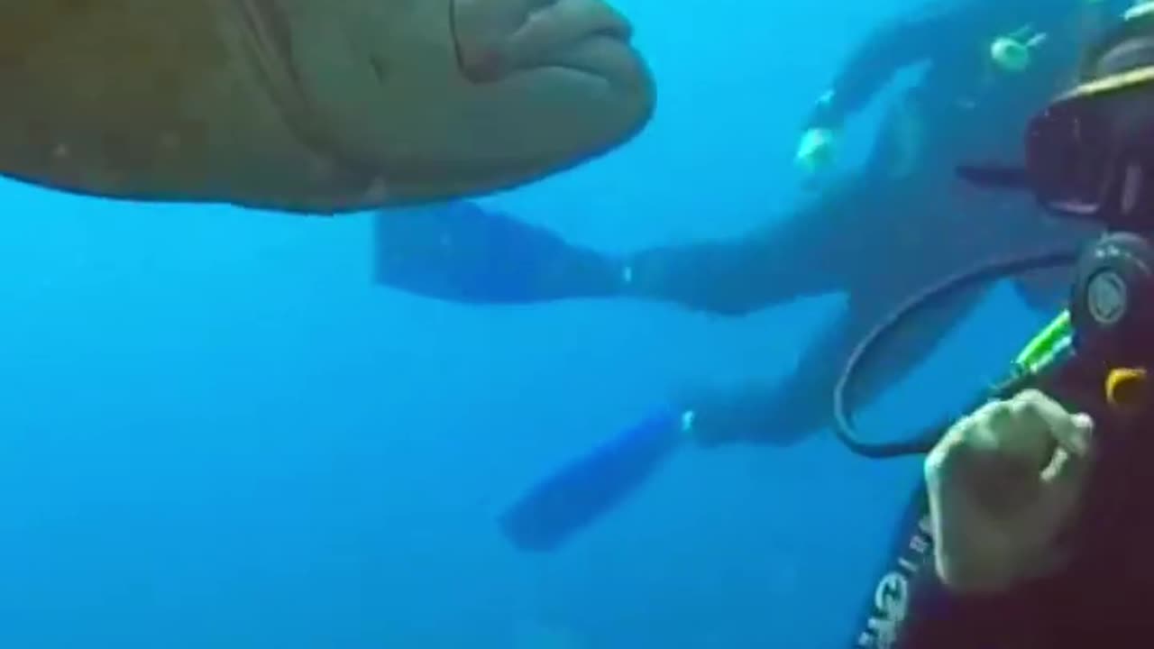 what a fright ! Fish attacks diver 😱😱😱