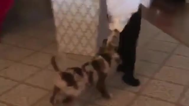 Puppy plays tug-of-war with little boy's diaper