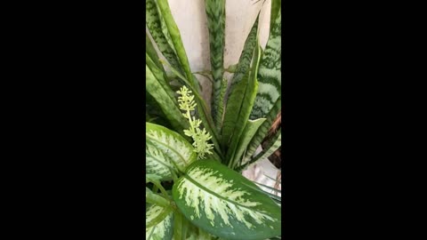 STORIES DA BIFÃO , CRIS DULZ (MÃE DA BIFAO) E DA ANDREA NOBREGA DE 18/05/2024