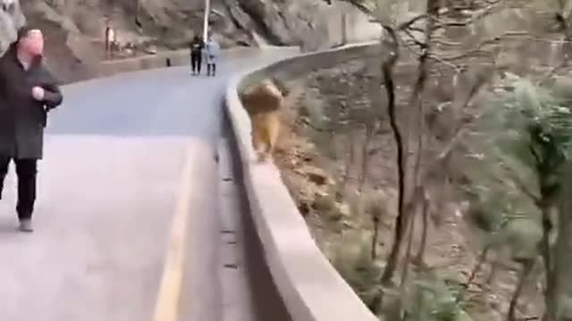 Monkey run on road wall to meet someone