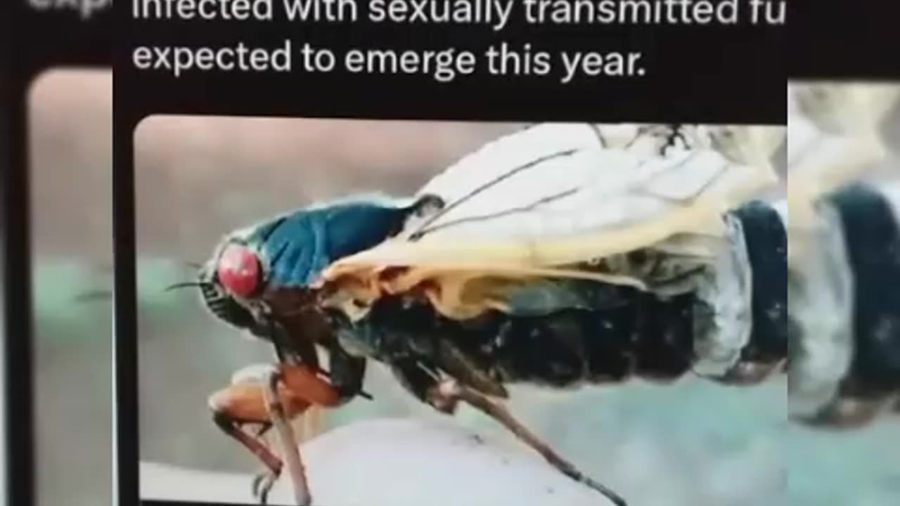 WTF: "ZOMBIE CICADAS" INFECTED WITH SEXUALLY TRANSMITTED FUNGUS EXPECTED TO EMERGE