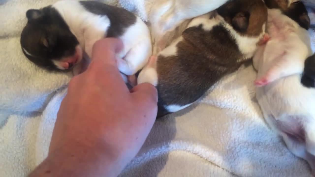 Tickling newborn puppies - this will melt your heart!