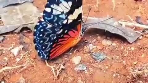 BUTTERFLY - THE BEAUTY OF NATURE