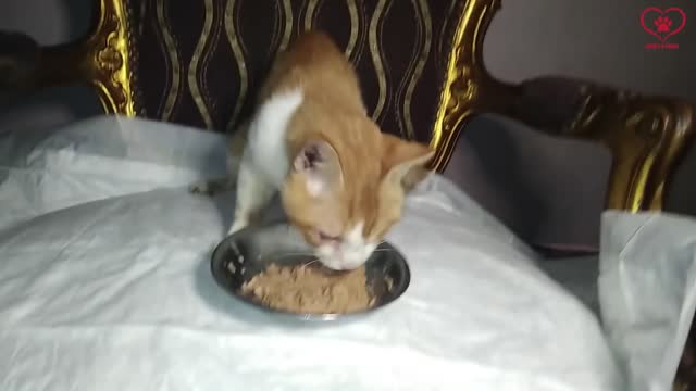 Miserable blind cat crying for help rescue cat before & after 7 months