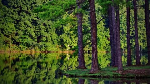 Satisfying and Beautiful nature video