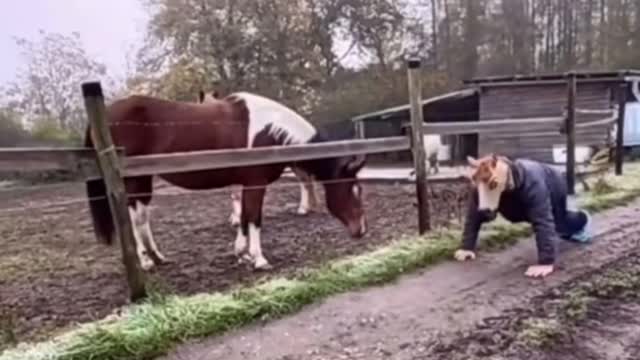 Funny horse