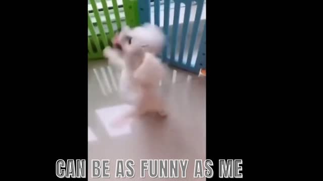 Funny and Cute Dog – Try not to laugh