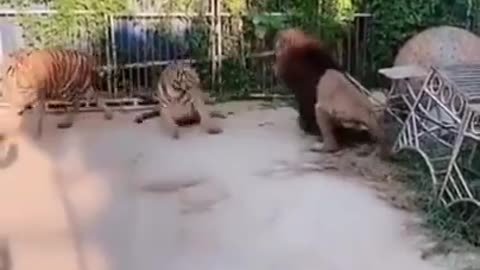 O no lion vs tiger lion vs tiger fighting