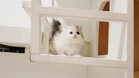 Cute little munchkin cat