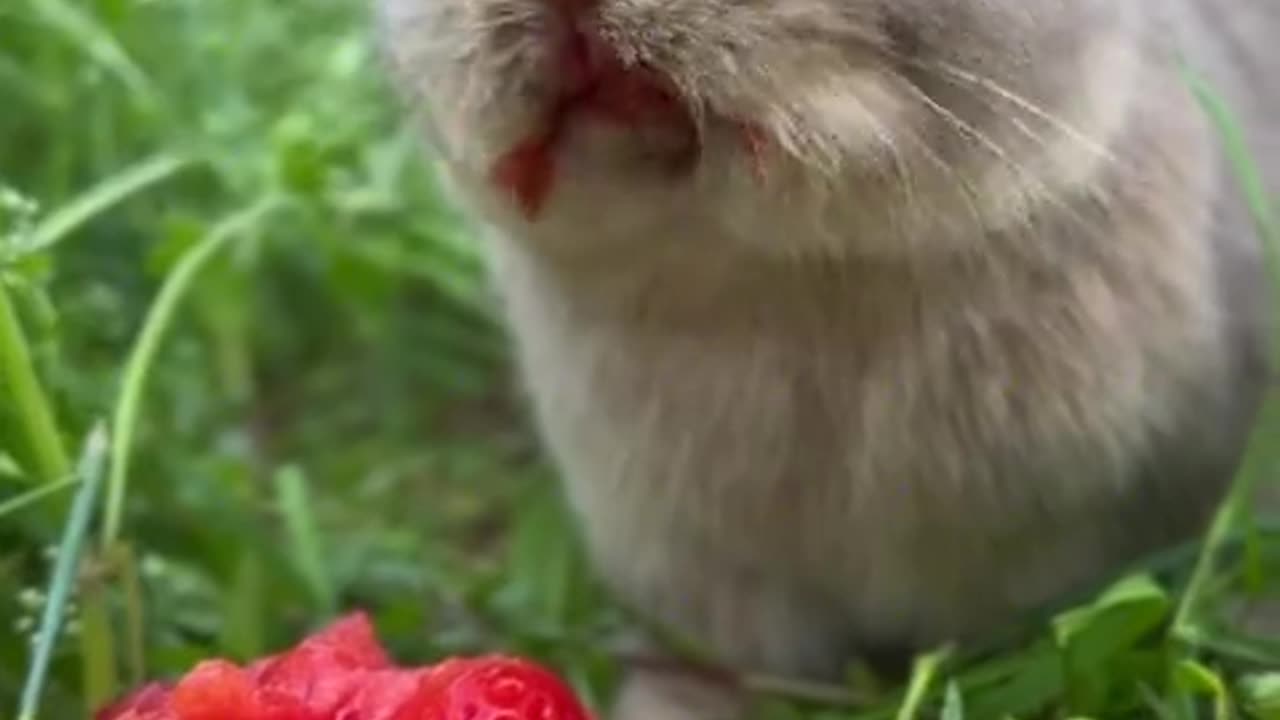 There are strawberries growing in the tomatoes.