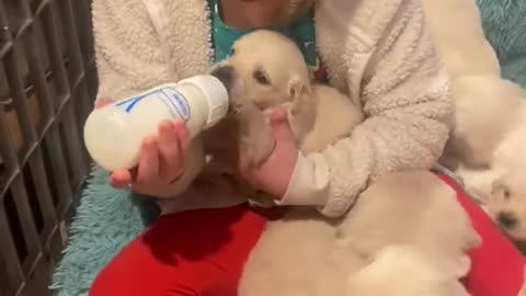 Bottle feeding the puppies