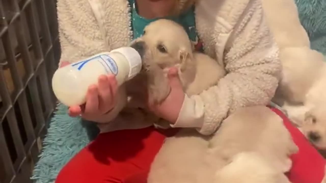 Bottle feeding the puppies
