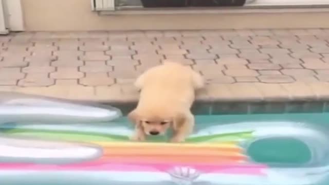 Very funny dog video