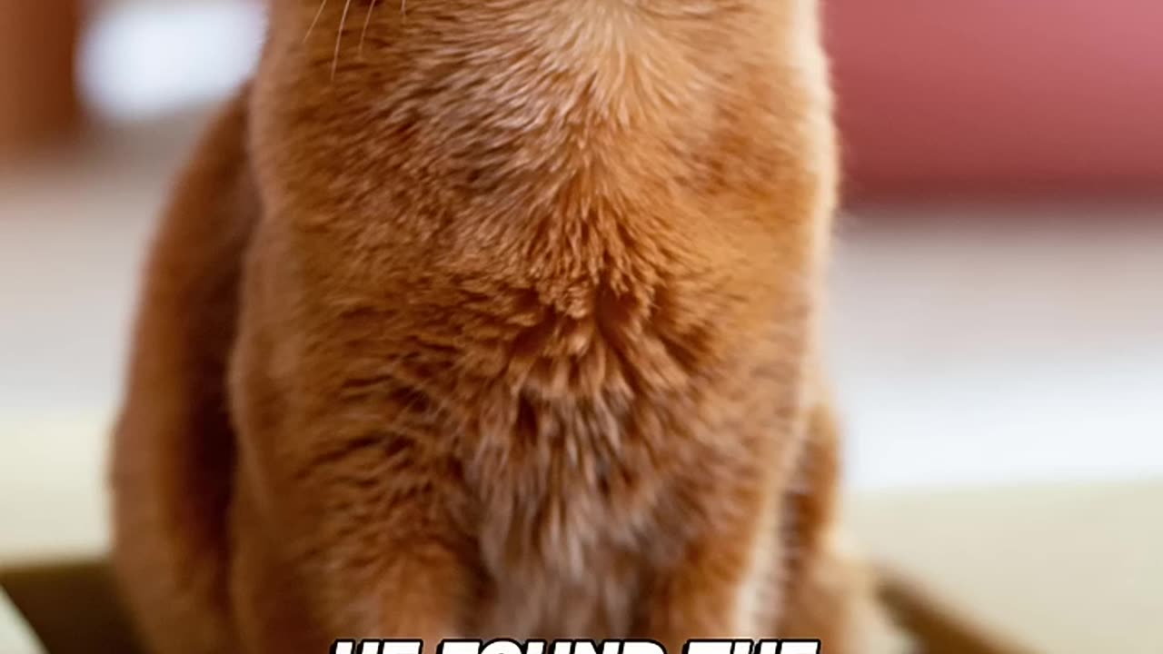best cat funny videos