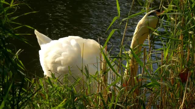 Swan feeding on grass on the shore of a lake