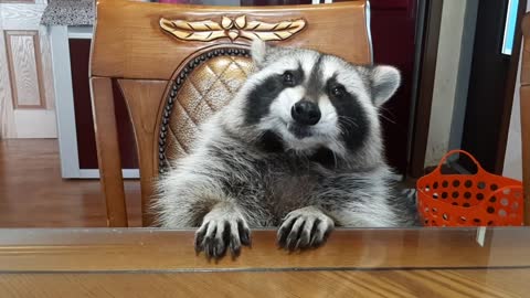 Raccoon sits at the table and eats rice cake.