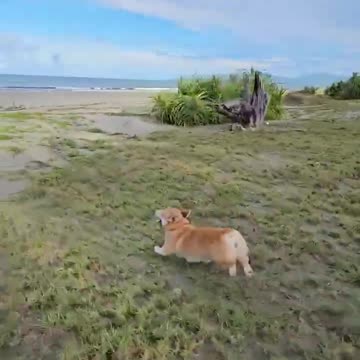 Nothing beats a good beach day! ☀️🌊🐶