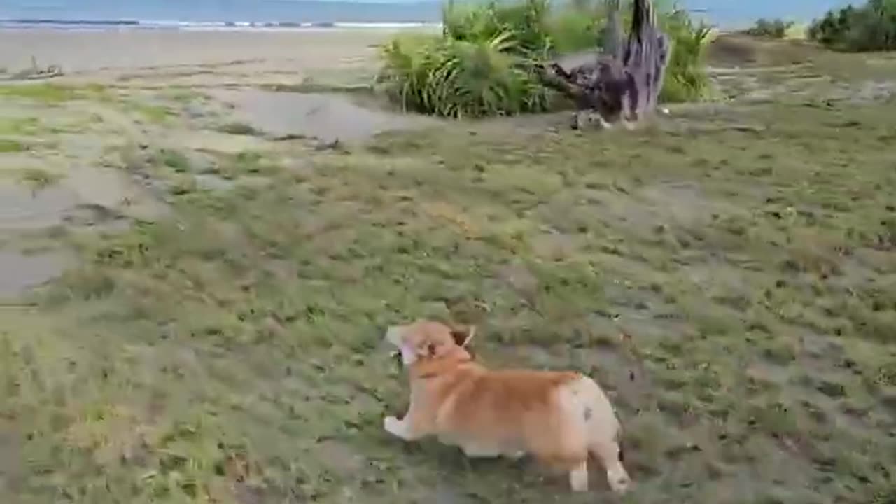 Nothing beats a good beach day! ☀️🌊🐶