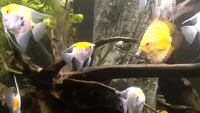 Aquarium fish tropical