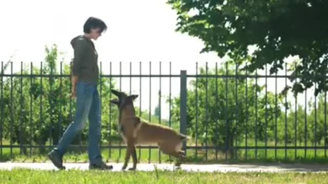 Dogs training video