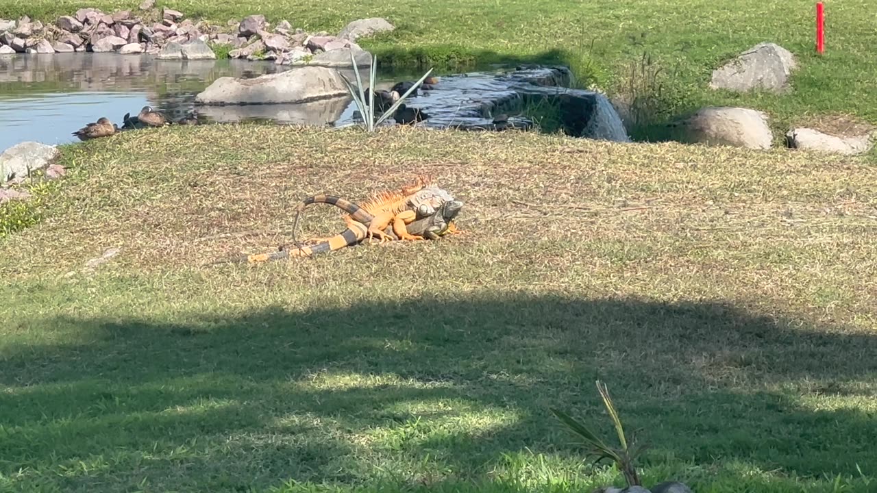 Iguanas Mating in the Most Romantic Spot (for Lizards) in Mexico