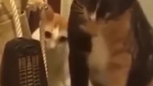 Funny Cute Cat #Shorts