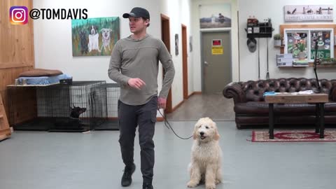 Teach ANY dog to walk nice on the leash - 5 MINUTE DOG TRAINING