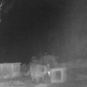 EA S97 - Coon is NOT Worried