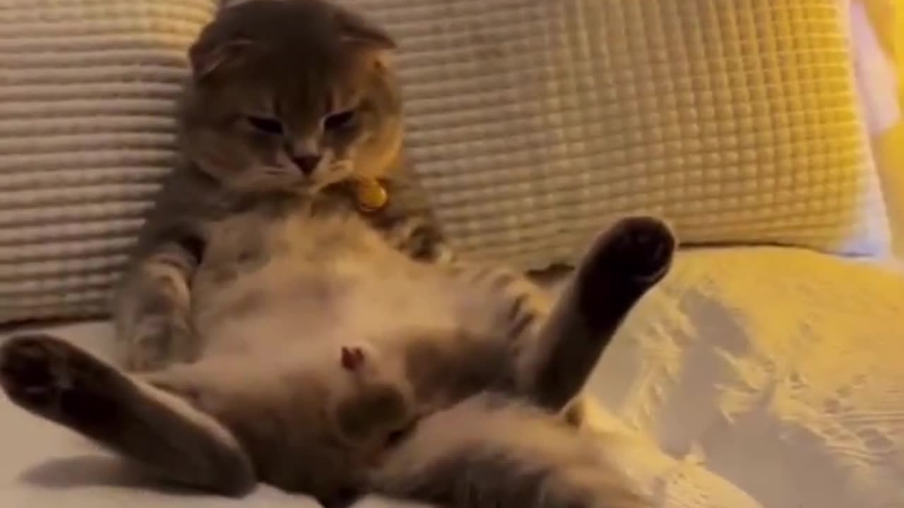 Cute cat dance