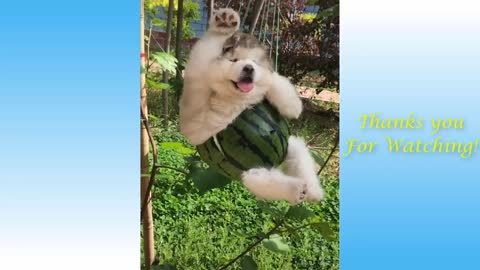 Cute Pets And Funny Animals Pets Garden Compilation