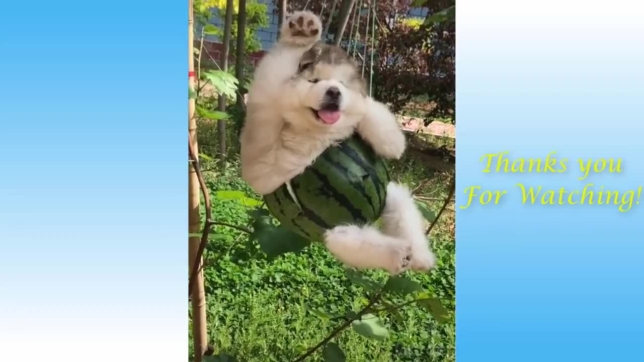 Cute Pets And Funny Animals Pets Garden Compilation