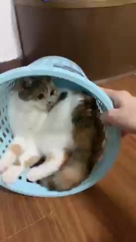 Cute Cats/Dogs Funny videos#cats#explore#meowing#shorts #shortsfeed#shortsvideo#animal#shorts