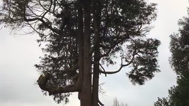 Tree Dismantle Time Laps