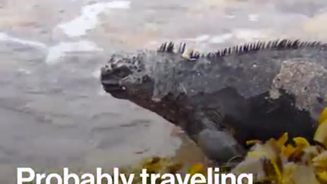 Marine Iguana