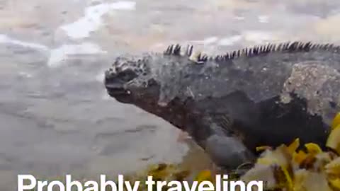 Marine Iguana