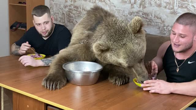 Big Bear Shares Food Bowl with People at Table