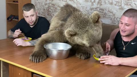 Big Bear Shares Food Bowl with People at Table