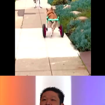 This Dog Should Be Named Wheels