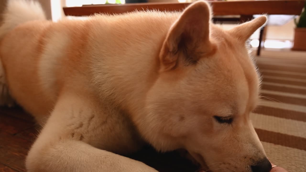 Feeding Time: A Heartwarming Moment Between Dog and Owner