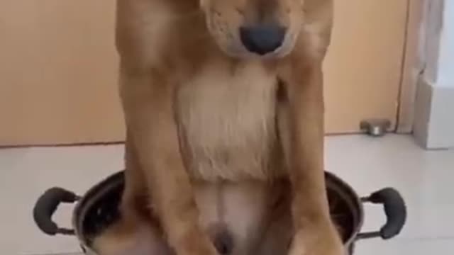 funny video/funny animals/ cat/dog/pet/