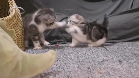 Baby Cats - Cute and Funny Cat Videos Compilation #7 | Aww Animals01 _2022