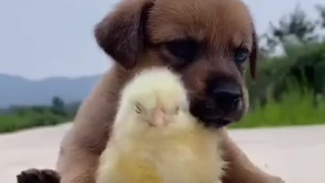 Dog and chick - they deserve at least 1000 Subscribers #shorts