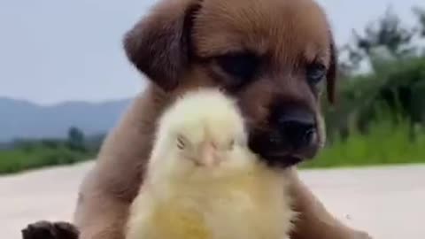 Dog and chick - they deserve at least 1000 Subscribers #shorts
